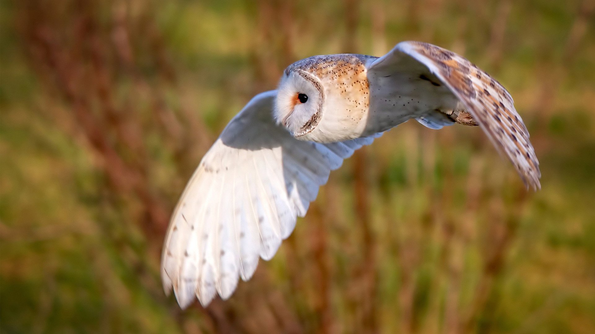 体育文化活动促进社会和谐发展，体育促进文化交流